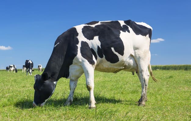 cow grazing green meadow 268835 3015