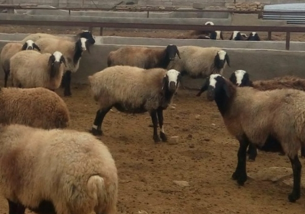 گوسفند نژاد شال خالص و اصلاح شده