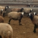 گوسفند نژاد شال خالص و اصلاح شده